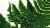 Fern