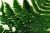 A view of a generic leaf, UK.